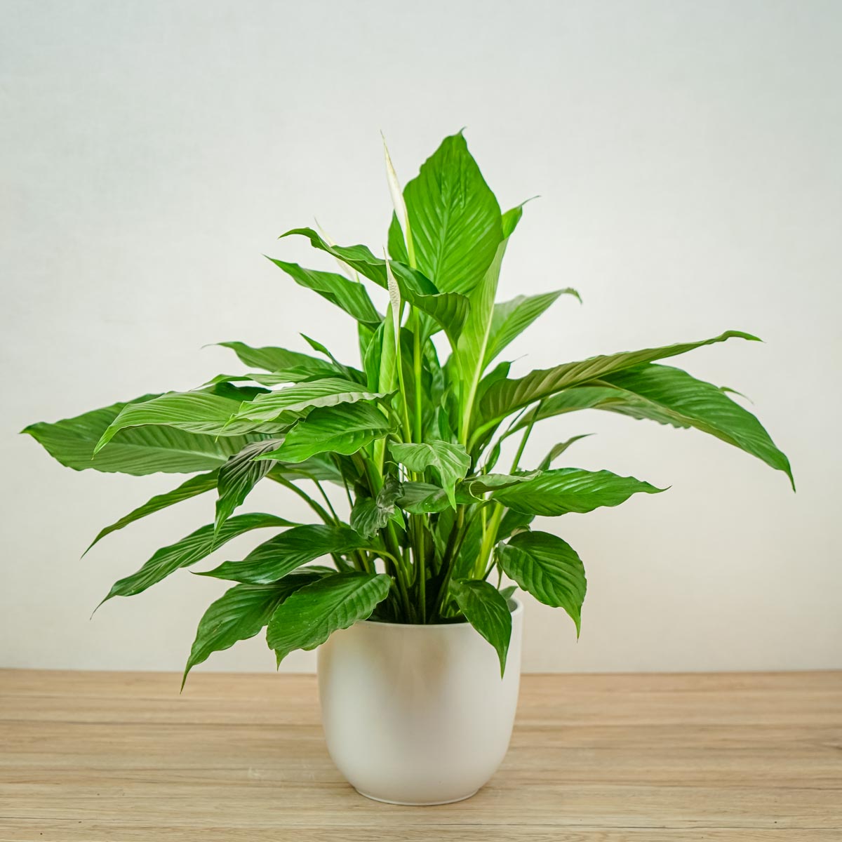 Skrzydlokwiat do biura